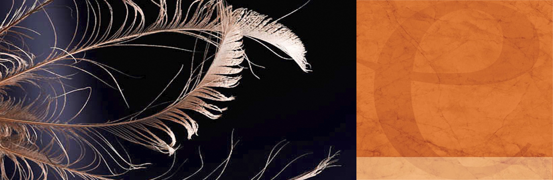Plumes-Peintes